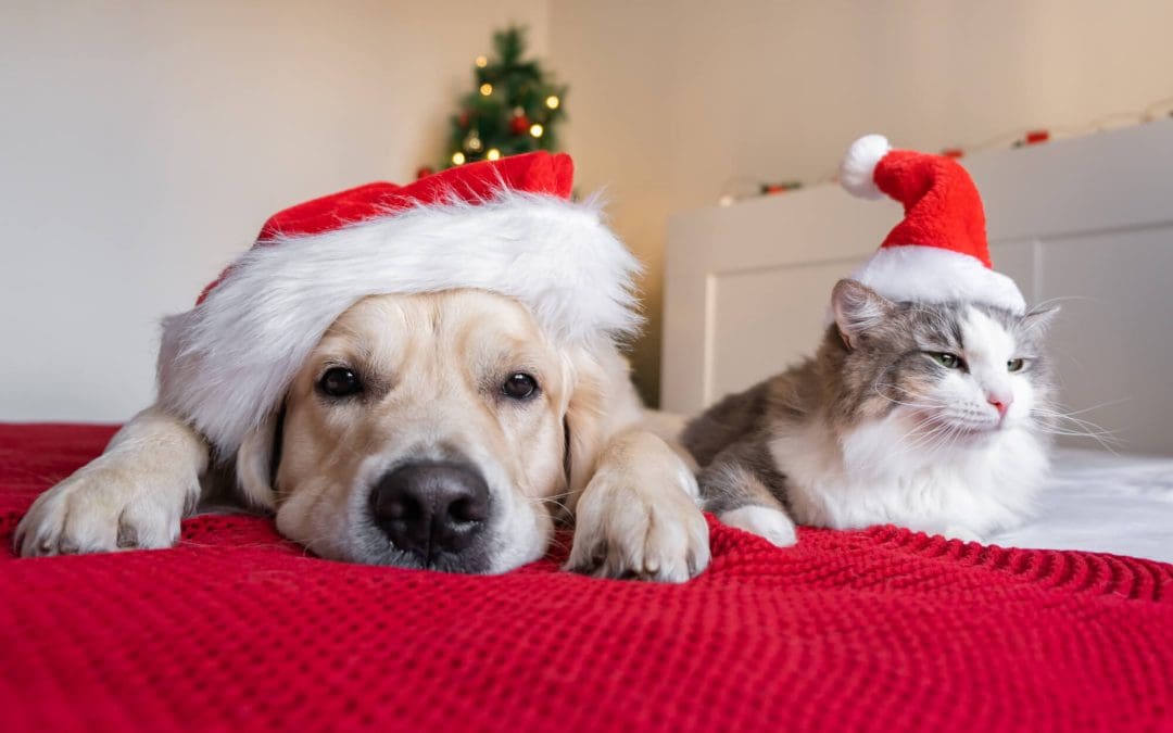 7 Essentials for Pet Safety During the Holidays